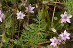 Redstem stork's bill